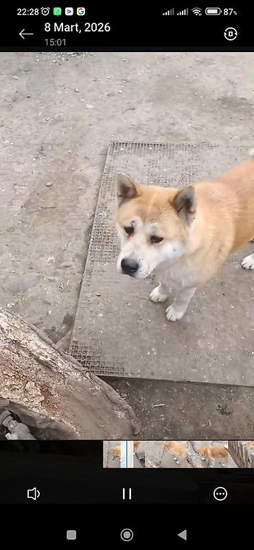 doberman itləri: Akita-inu, Dişi, Peyvəndli, Ünvandan götürmə — 5