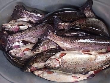 Стиральные машины автомат: Продаю Стиральную машину 8000 Спальный гарнитур 25000 Стенка 8000 — 10