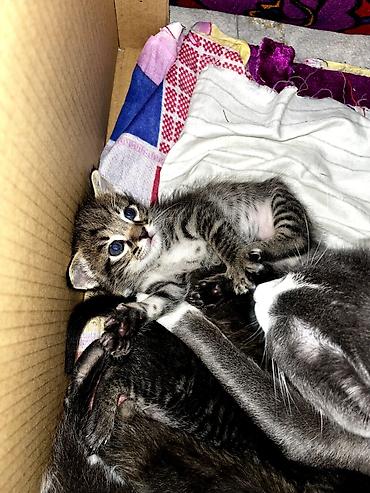 Продажа кошек: Продаю котят. котятам ровно месяц, ещё грудные at lalafo.kg — 10 Продажа кошек: Продаю котят. котятам ровно месяц, ещё грудные — 10