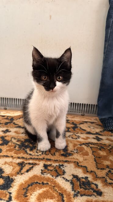 возьму котят: 1 айлык, Ургаачы