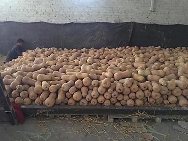 Промышленные холодильники и комплектующие: Сдаются в аренду холодильники промышленные для сельскохозяйственных — 14