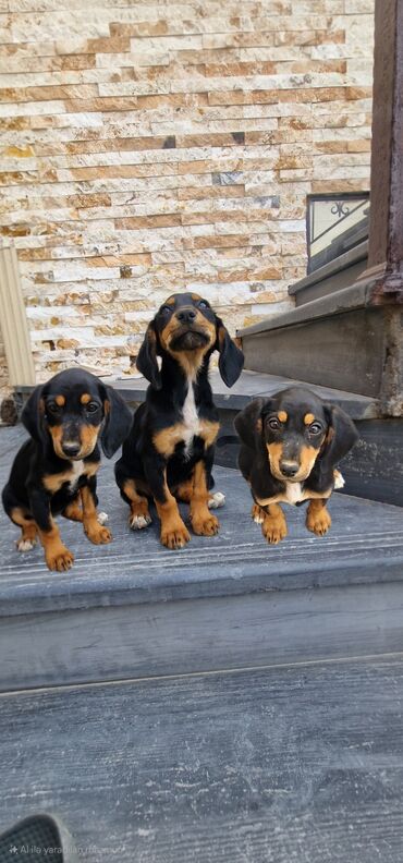 enzo шампунь отзывы: 3 месяца, Самка, С прививками, Платная доставка