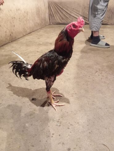 Xoruzlar: Xoruz, Heyratı, il: 1, Ödənişli çatdırılma — 6