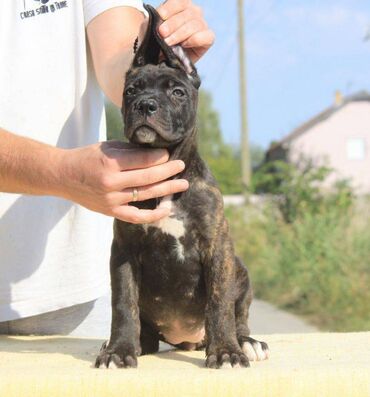 Psi: Cane Corso štenci dostupni za rezervaciju! U ponudi imamo tri na lalafo.rs — 2 Psi: Cane Corso štenci dostupni za rezervaciju! U ponudi imamo tri — 2