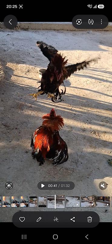 beca xoruz: Məhsul: Qırma cins xoruz (idman tipli, uzun ayaqlı) Xüsusiyyətlər: - — 1