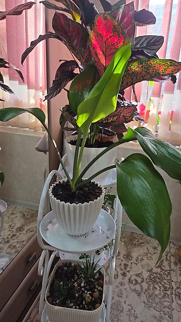 Декабристы: Зигокактус (рождественник, шлюмбергера) штамбовой формы в горшке. - — 19