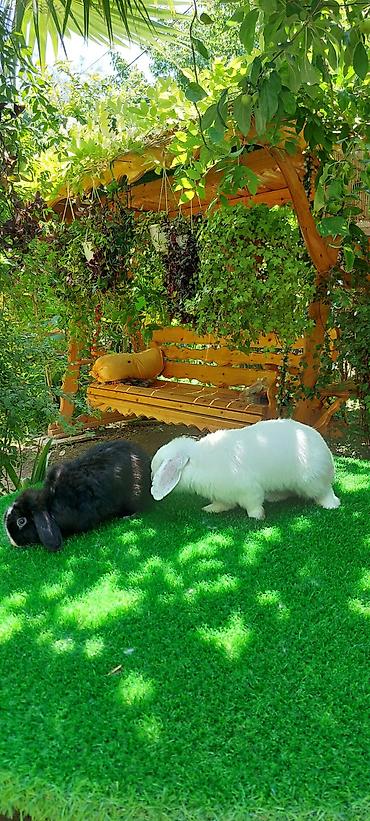 angora pişik: Angora tipli dekorativ dovşanlar - Uzun, yumşaq və tüklü yun örtüyü — 2
