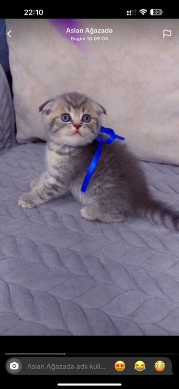 возьму котенка бесплатно: Шотладская вислоухая, Самец, В добрые руки, Бесплатная доставка at lalafo.az возьму котенка бесплатно: Шотладская вислоухая, Самец, В добрые руки, Бесплатная доставка