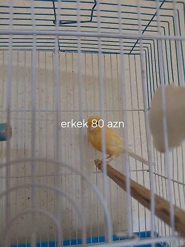 itler ucuz: Sarı kanareyalar satılır. - Erkək kanareya – 110 AZN (şəkildə qeyd — 4