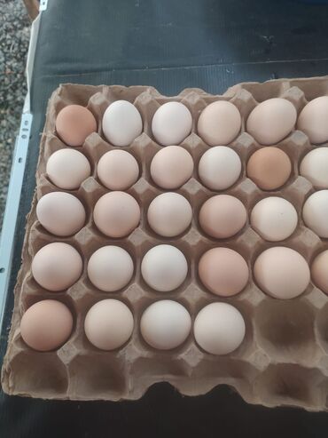Digər heyvanlar: Xarkov yumurtası. Temız qan cınsı qıymet 1.20 unvan hacı zeynalabadın lalafo.az -da Digər heyvanlar: Xarkov yumurtası. Temız qan cınsı qıymet 1.20 unvan hacı zeynalabadın