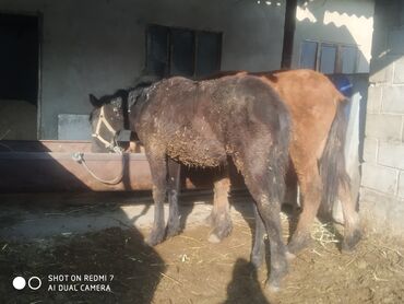 Лошади, кони: Продаю | Жеребенок | Рабочий — 9