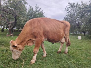 simmental inək satılır: Самка, Simental, лет: 3, Для молока, Самовывоз