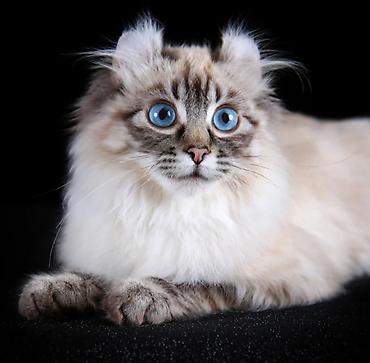 кошки свинкс: Кошки.Порода: Американский керл (American Curl). Котята . Есть котята — 2
