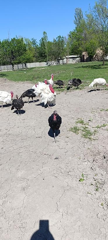 Индюки: Продаю | Индюшка (самка) at lalafo.kg — 6 Индюки: Продаю | Индюшка (самка) — 6
