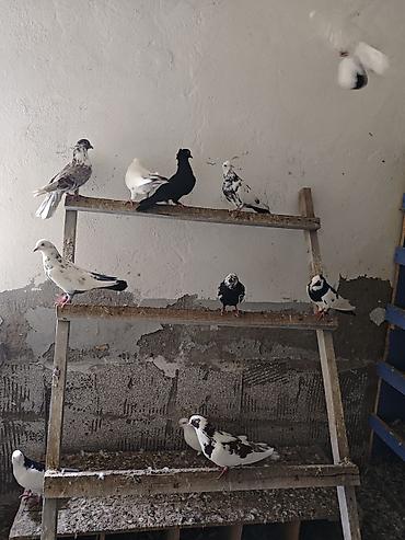 naxcivan heyvan elanlari: Tərgizmələr hamisi birlikde satilir tek tek satilmir unvan sumqayit — 3