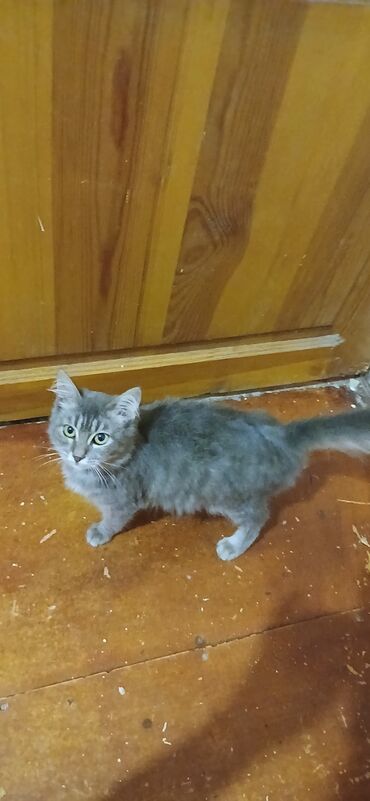 котенок в добрые руки: В добрые руки