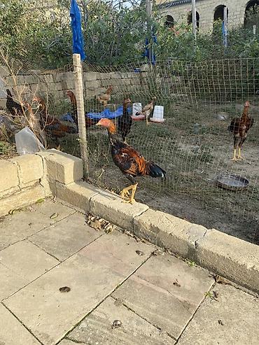 dosan sekili: Xaricdən gəlmə heyvanın balasıdı Orjinal O shamo beçə 4 aylıq — 4