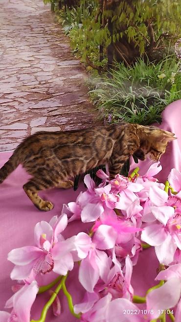 Продажа кошек: Бенгальские Детки .проф питомник Бен Гла Мур. предлагает Девочек и — 24