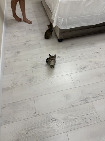 сколько стоит собака породы доберман: Милые короткошерстные котята тигрового окраса. Описание: - Окрас