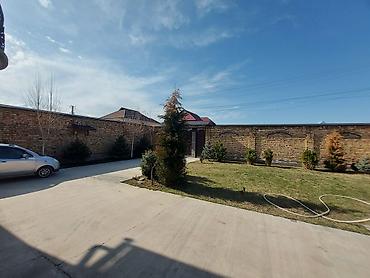 Декоративные деревья: Саженцы деревьев: Ели — 25