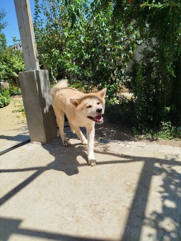 sac dermani: Akita-inu, 8 ay, Dişi, Peyvəndli, Ünvandan götürmə