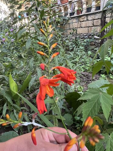 Otaq bitkiləri: Butun guleri endirimnen satiram ancag xanimlara satiw olur cox gul — 10