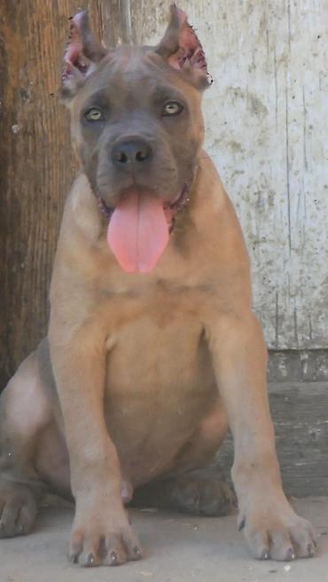 Psi: Cane Corso štenci U ponudi veoma perspektivni štenci iz različitih — 6