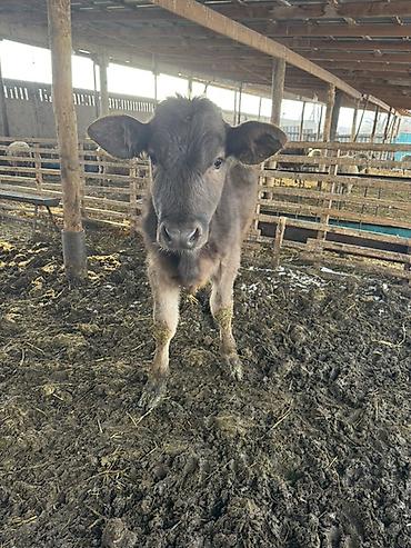 Коровы, быки: Продаю | Музоо, торпок | Швицкая | На откорм — 7