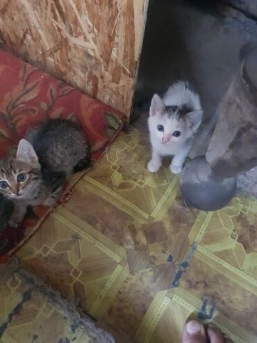 сколько стоит сибирская кошка котенок: Орус көгүлтүр, 1 айлык, Ургаачы