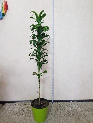 Монстеры: Продаются комнатные растения. Выращенные в домашних условиях и — 1