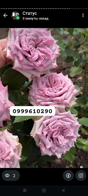 Rose saplings: Саженцы — 11