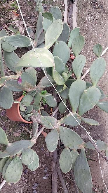 mal dili kaktus: Opuntia (tikanlı armud/kaktus) – dekorativ, az su tələb edən sukulent — 1