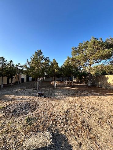 Torpaq sahələrinin satışı: 24 sot, Mülkiyyətçi, Kupça (Çıxarış) — 7