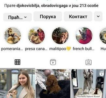 pulin stene: Maltipoo vrhunske genetike u registrovanoj odgaivacnici Bahu Djokovic — 5