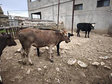 Mal-qara: Dana, buzov, Dişi, Holsteyn, Simental, ay: 1, Südlük, Damazlıq, Ödənişli çatdırılma, Ünvandan götürmə — 7