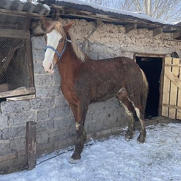 Лошади, кони: Продаю | Жеребец | Рабочий — 3