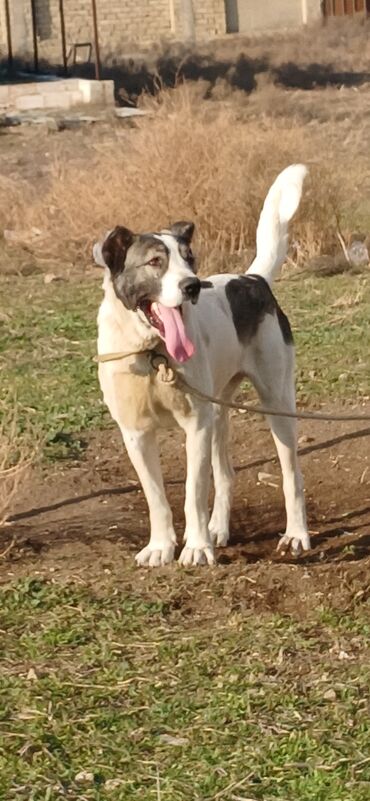 İtlər: Qurdbasar, 1 il, Erkek, Peyvəndli, Pulsuz çatdırılma — 1