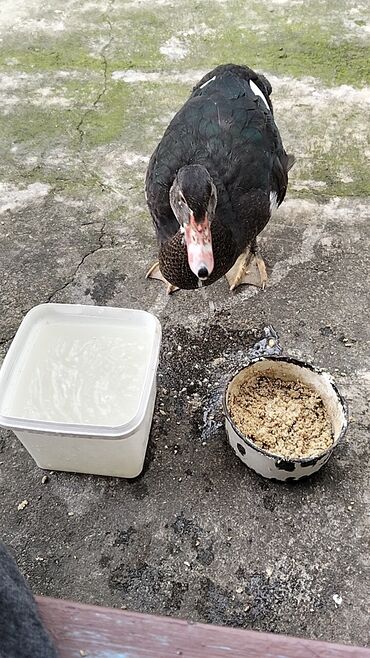 Ördəklər: Erkək, | Lal ördək, Damazlıq, Ünvandan götürmə — 14