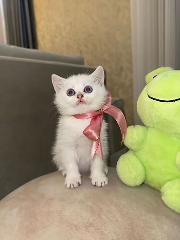 Кошки: Шотландская вислоухая — 5