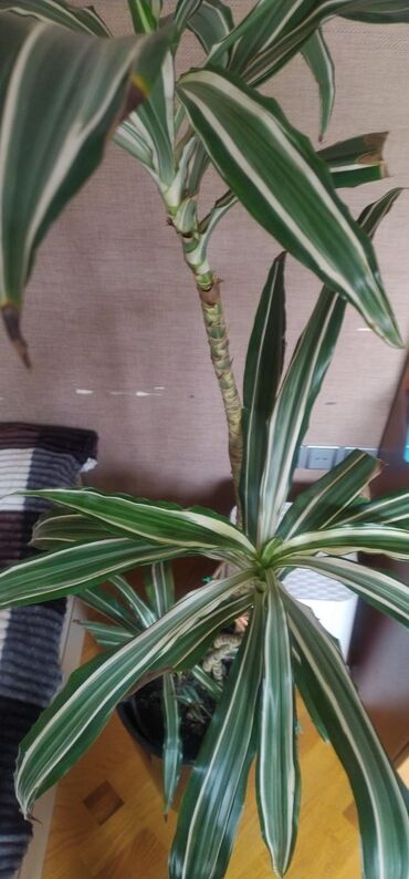 fil qulagi gulu: Drasaena “Warneckei” (zolaqlı drasena) – dekorativ bitki - Hündür