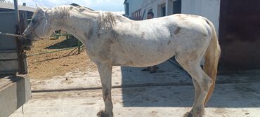 конный завод донской продажа лошадей: Сатам | Байтал | Көбөйтүү үчүн, Жумушка | Жасалма жол менен боозутуу
