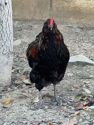 Toyuq, Yumurtalıq