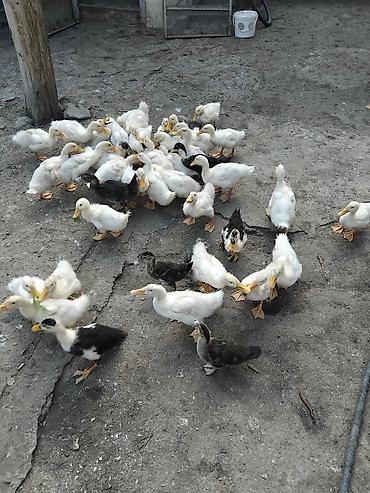 ayi sekilleri: Məhsul: Ordey 2 ayliq yalniz ag rengli olanlar satilir. 1-i 6 azn Tek — 3
