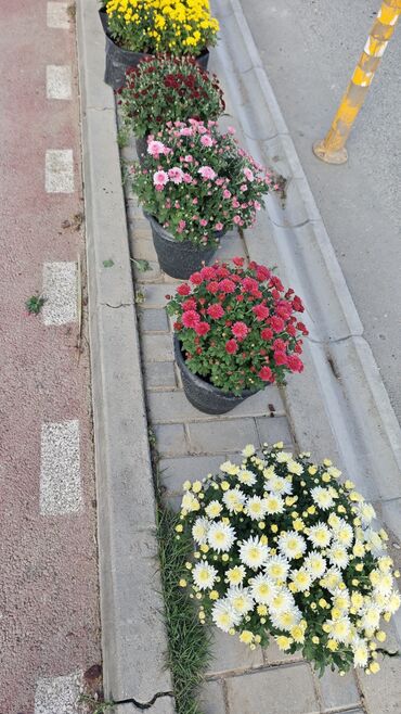 Çöl bitkiləri: 1.50 aznden başlayan qiymətlərlə Xrizantema (Chrysanthemum) bəzək — 8