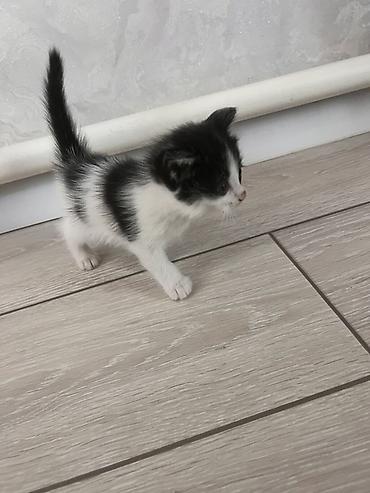 мейн кун кошки: - Подарите котятам счастливую жизнь в любящем доме! 🐱❤️ — 3