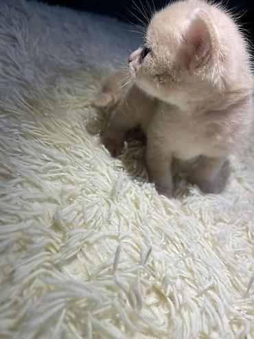 Pişiklər: Britan — 3