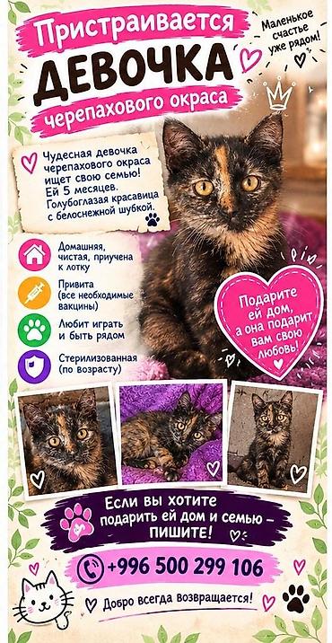 pitomnik temir: Кошка даром: Ангорская, 3 месяца, Девочка, Кастрирована, Метис, Приучена к лотку — 2