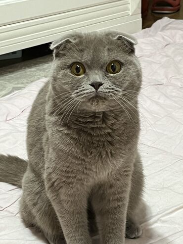 метис персидской кошки: Кошка на вязку