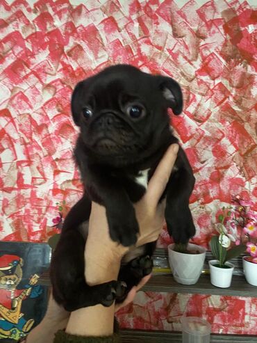 Продажа собак: Мопс, 5 месяцев, Самка, С родословной — 1