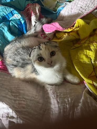 бенгальский кот характер: Шотландский вислоухий котёнок (Scottish Fold) - Окрас: трёхцветный — 1